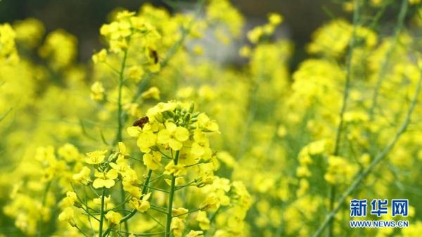 广西：命河两岸花如海