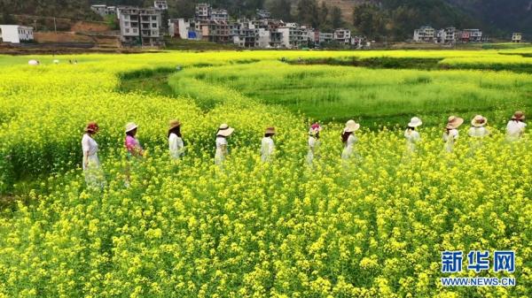 广西：命河两岸花如海