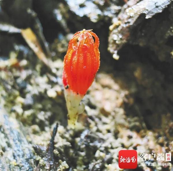 小姬蛙有颜值！海南热带雨林3年发现至少28个新物种