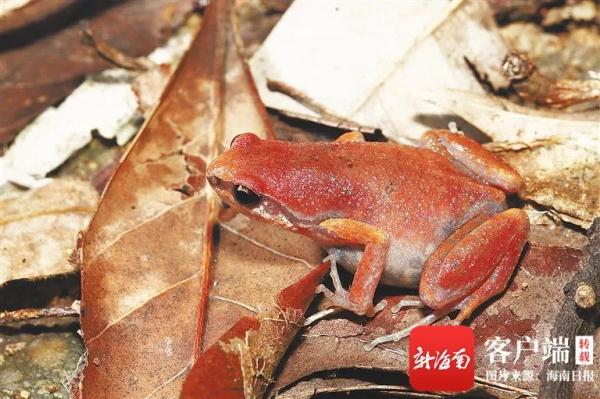 小姬蛙有颜值！海南热带雨林3年发现至少28个新物种