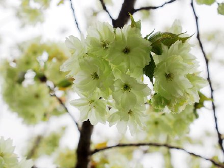 綠色櫻花堪稱櫻花界大熊貓