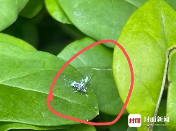 现身成都的“白色飞虫”到底是啥?专家解答来了→ 现身成都的“白色飞虫”到底是啥?专家解答来了→