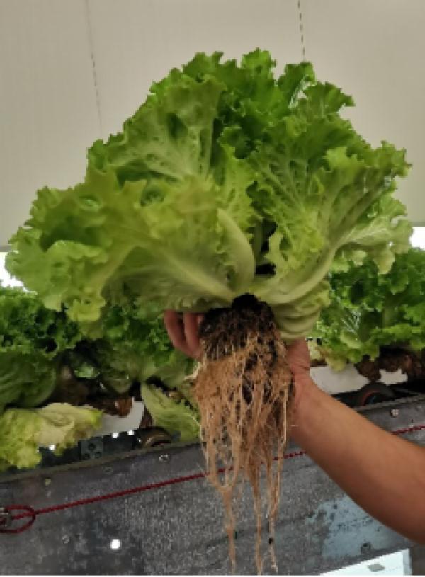 教你几招，一周就能吃上自己种的菜！