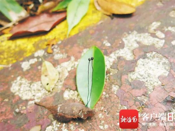 小姬蛙有颜值！海南热带雨林3年发现至少28个新物种