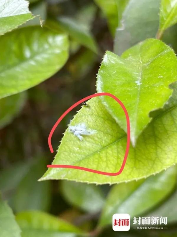 现身成都的“白色飞虫”到底是啥?专家解答来了→ 现身成都的“白色飞虫”到底是啥?专家解答来了→
