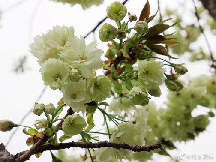北京玉渊潭公园绿樱花上线 北京玉渊潭公园绿樱花上线