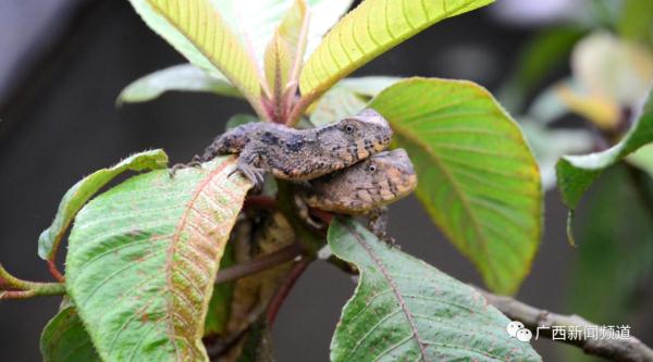 破纪录！广西：爬行界的“大熊猫”鳄蜥产下14胞胎
