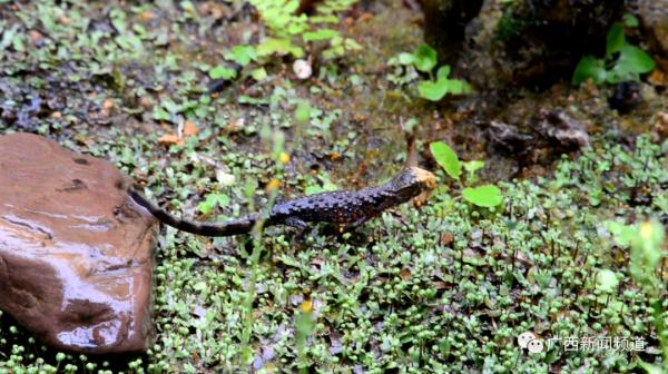 破纪录！广西：爬行界的“大熊猫”鳄蜥产下14胞胎