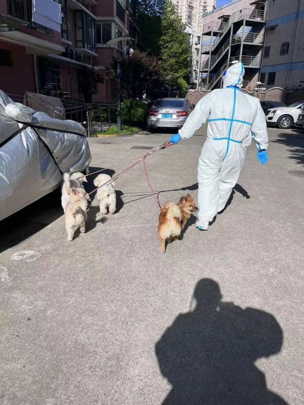 骑行10公里，高中生志愿者救下4只无人看管的宠物狗