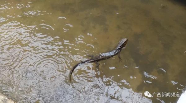 破纪录！广西：爬行界的“大熊猫”鳄蜥产下14胞胎