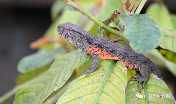 破纪录！广西：爬行界的“大熊猫”鳄蜥产下14胞胎