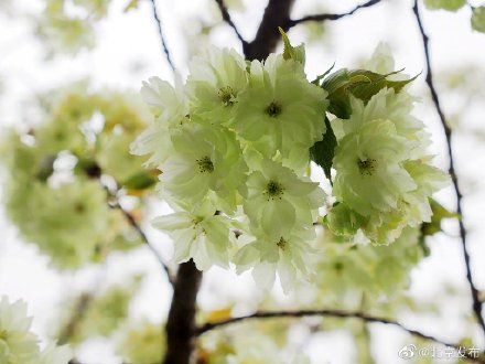 北京玉渊潭公园绿樱花上线 北京玉渊潭公园绿樱花上线