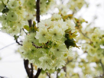 北京玉渊潭公园绿樱花上线 北京玉渊潭公园绿樱花上线
