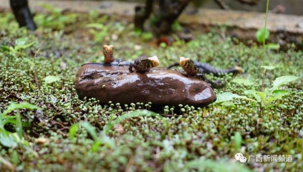 破纪录！广西：爬行界的“大熊猫”鳄蜥产下14胞胎