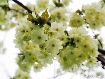 北京玉渊潭公园绿樱花上线 北京玉渊潭公园绿樱花上线