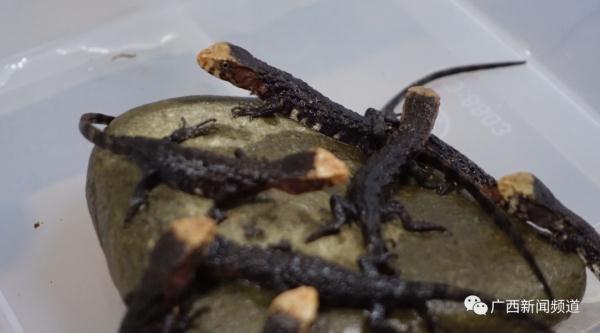 破纪录！广西：爬行界的“大熊猫”鳄蜥产下14胞胎