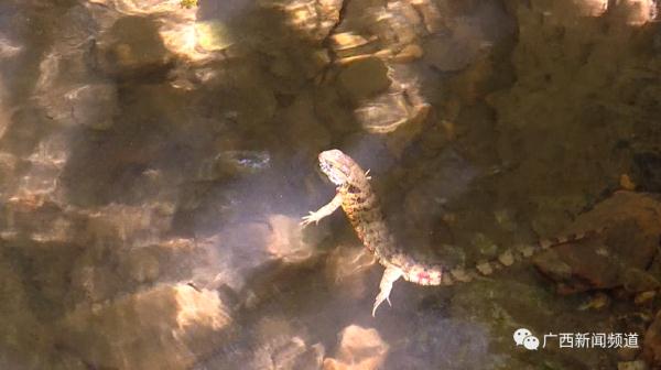破纪录！广西：爬行界的“大熊猫”鳄蜥产下14胞胎