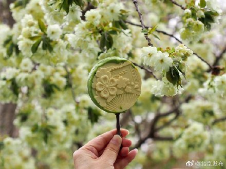 北京玉渊潭公园绿樱花上线 北京玉渊潭公园绿樱花上线