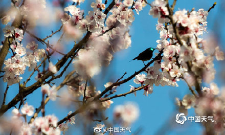 洁白似雪!2022全国赏杏花地图 出炉 洁白似雪!2022全国赏杏花地图 出炉