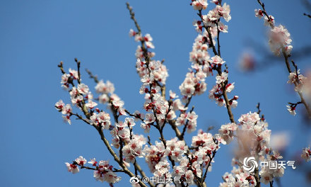洁白似雪!2022全国赏杏花地图 出炉 洁白似雪!2022全国赏杏花地图 出炉