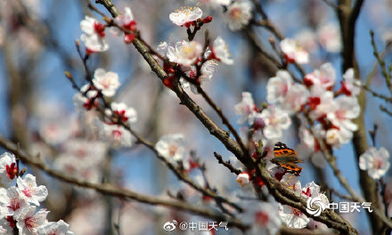 洁白似雪!2022全国赏杏花地图 出炉 洁白似雪!2022全国赏杏花地图 出炉