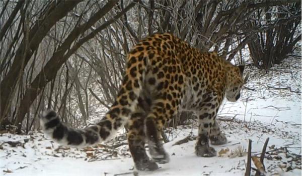 华北豹今年两次现身驼梁国家自然保护区