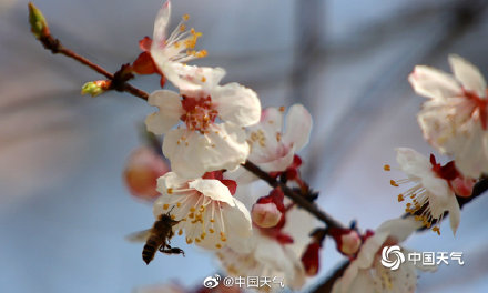 洁白似雪!2022全国赏杏花地图 出炉 洁白似雪!2022全国赏杏花地图 出炉