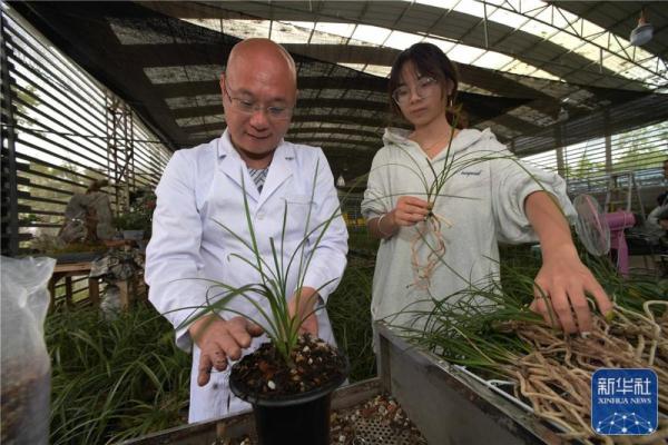 走进曾庆君的兰花世界