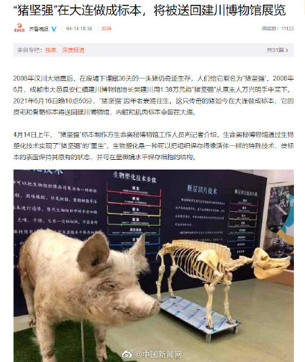 猪坚强被做成标本，将被送回建川博物馆展览