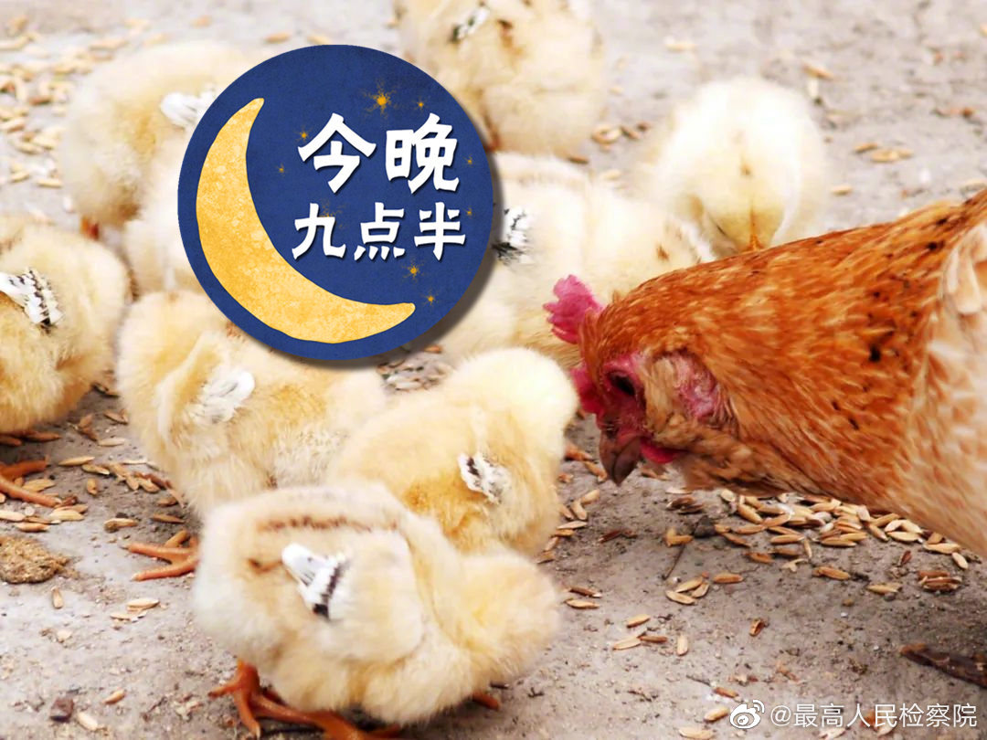 鸡苗骗局,团伙作案环环相扣…… 鸡苗骗局,团伙作案环环相扣……