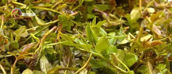 抓住小尾巴！部分春季野菜即将落潮，吃货得抓紧时间啦！