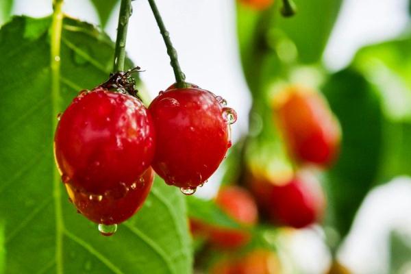 贵州毕节:樱桃叶底红 村民采收忙 贵州毕节:樱桃叶底红 村民采收忙