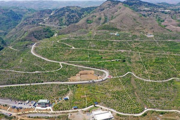 贵州毕节:樱桃叶底红 村民采收忙 贵州毕节:樱桃叶底红 村民采收忙