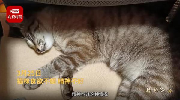 近百只猫疑似食用某品牌猫粮后死亡，商家回应