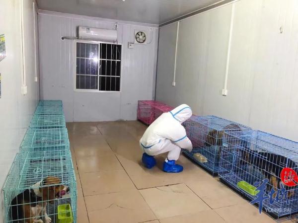 广州白云启动宠物临时托管服务，这些家庭可免费申请→