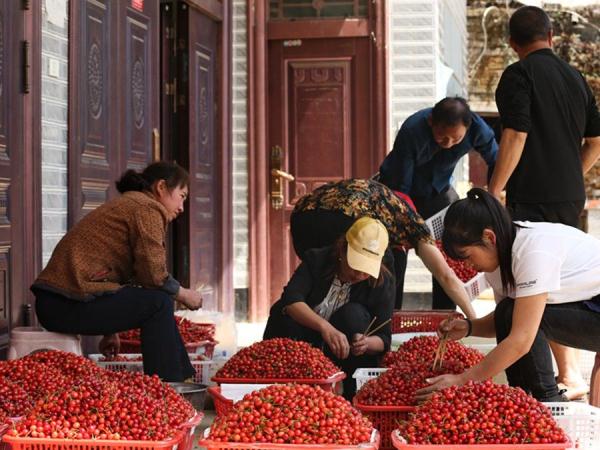 贵州毕节:樱桃叶底红 村民采收忙 贵州毕节:樱桃叶底红 村民采收忙
