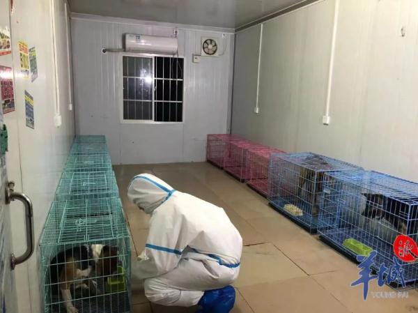 广州白云启动宠物临时托管服务，这些家庭可免费申请→