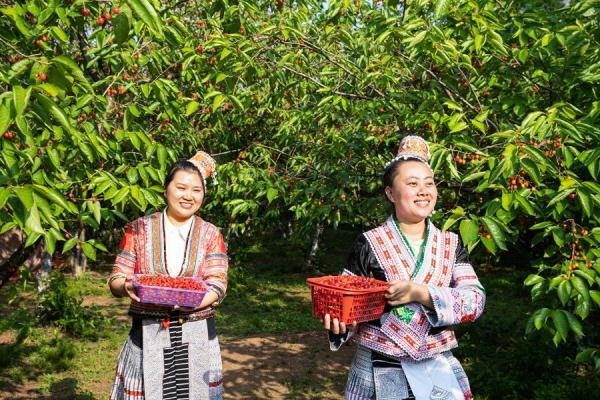 贵州毕节:樱桃叶底红 村民采收忙 贵州毕节:樱桃叶底红 村民采收忙