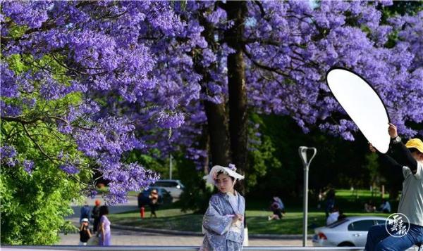 赵立坚点赞的云南这片花海有多美,一起来看 赵立坚点赞的云南这片花海有多美,一起来看