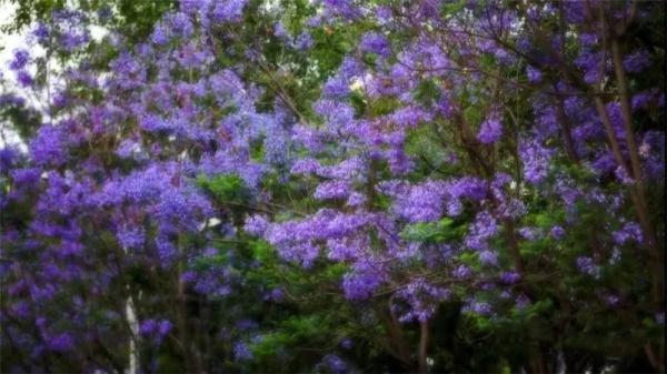 赵立坚点赞的云南这片花海有多美,一起来看 赵立坚点赞的云南这片花海有多美,一起来看