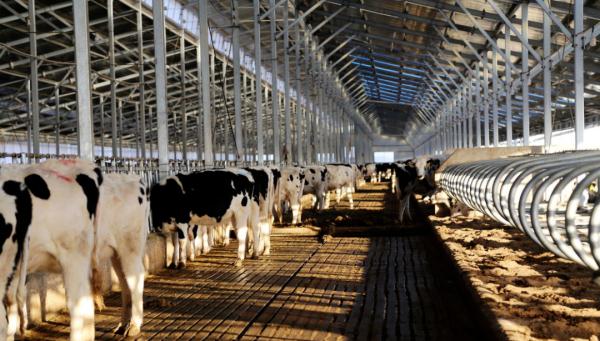 我在大学“喂牛”又“养猪” 我在大学“喂牛”又“养猪”