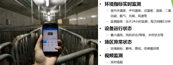 我在大学“喂牛”又“养猪” 我在大学“喂牛”又“养猪”