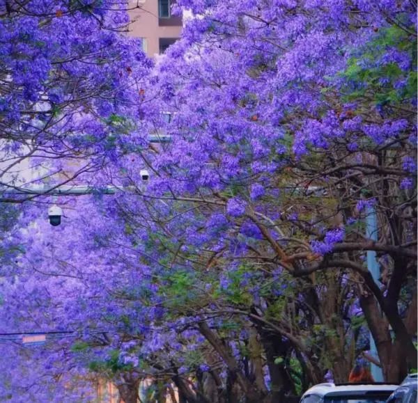 赵立坚点赞的云南这片花海有多美,一起来看 赵立坚点赞的云南这片花海有多美,一起来看