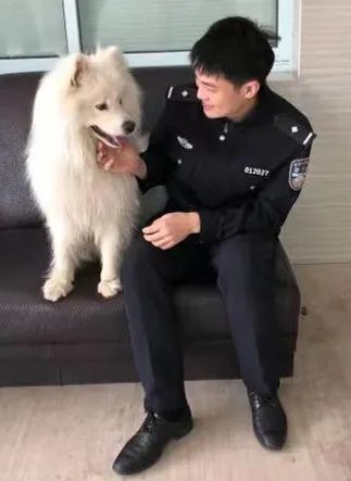 萨摩耶把“自己”跑丢了，民警发朋友圈帮其找回粗心主人