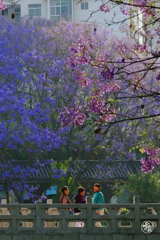 赵立坚点赞的云南这片花海有多美,一起来看 赵立坚点赞的云南这片花海有多美,一起来看