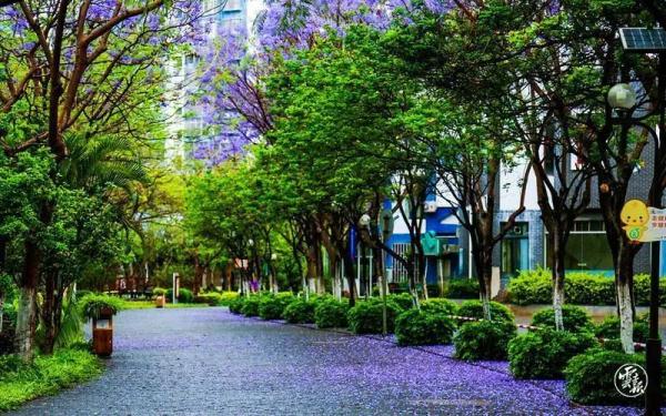 赵立坚点赞的云南这片花海有多美,一起来看 赵立坚点赞的云南这片花海有多美,一起来看