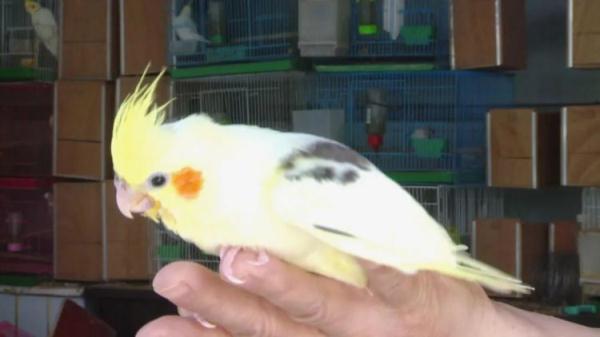 流浪动物不要轻易带回家,当心“鹦鹅热” 流浪动物不要轻易带回家,当心“鹦鹅热”