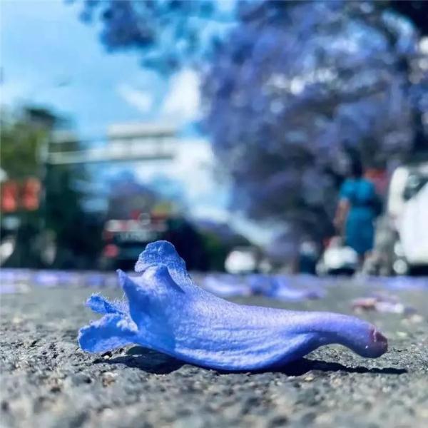 赵立坚点赞的云南这片花海有多美,一起来看 赵立坚点赞的云南这片花海有多美,一起来看