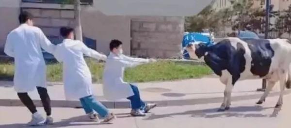 我在大学“喂牛”又“养猪” 我在大学“喂牛”又“养猪”