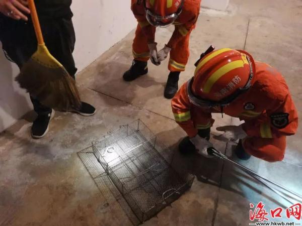 注意！正值高发季！海口一小区地下车库蛇出没..…